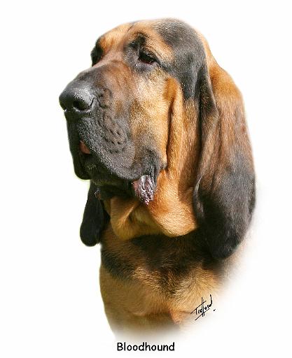 Bloodhound 9Y404D-135.jpg